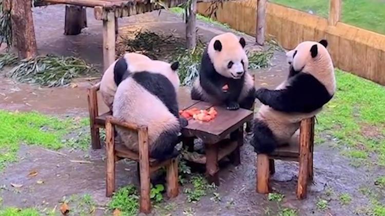 四只大熊猫围坐一圈，仿佛下一秒要打麻将了