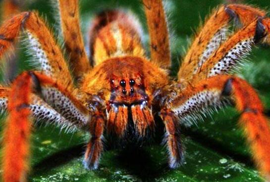 世界上最毒蜘蛛，巴西漫游蜘蛛(获吉尼斯纪录认证)